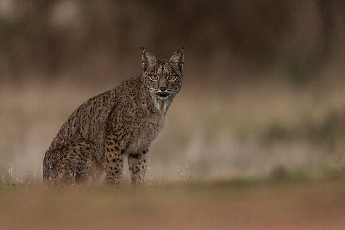 Iberischer Luchs, (Lynx pardinus), Kastilien, Spanien