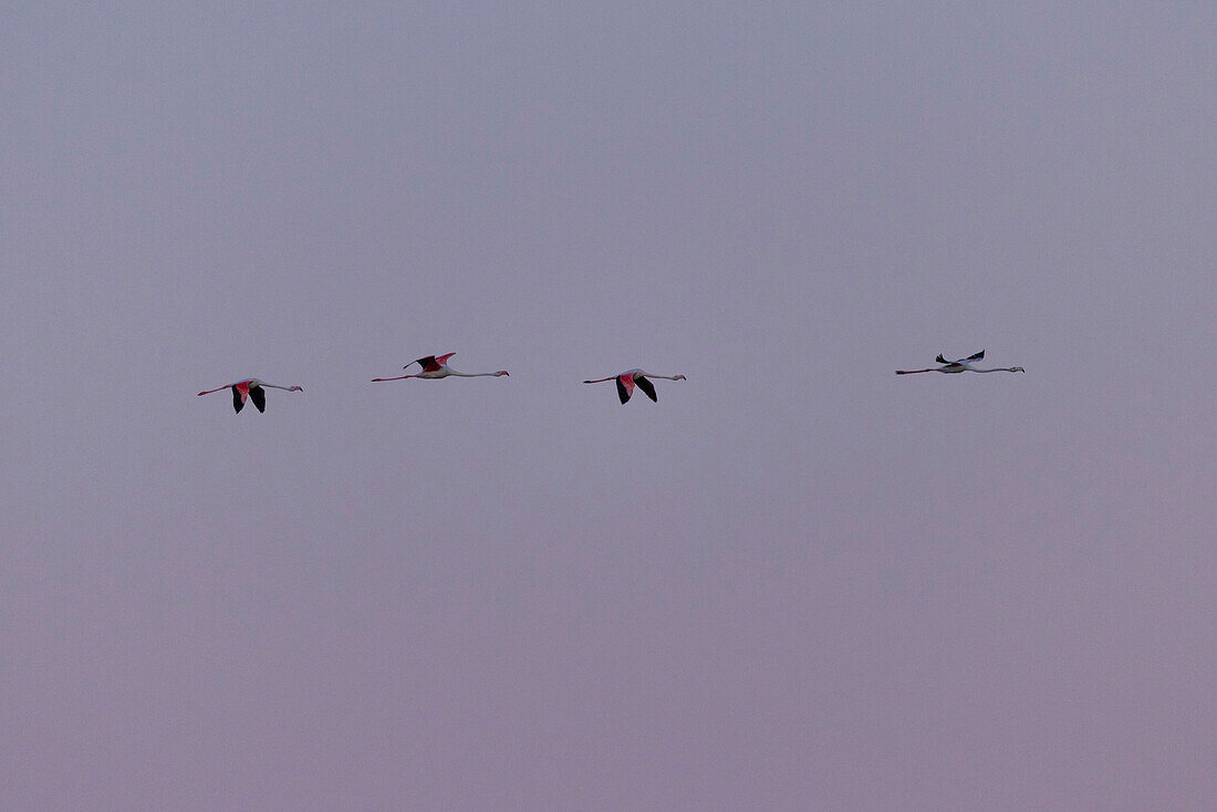 Pink flamingos, Ebro delta, Tarragona, Spain