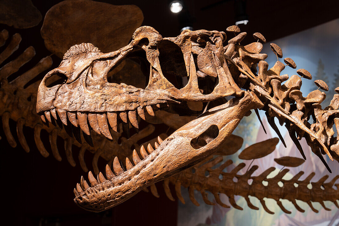 Ein gegossener Schädel eines Ceratosaurus. Utah Field House of Natural History State Park Museum. Vernal, Utah.