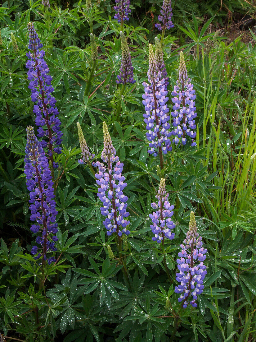 Dew on the leaves of Large-leaved Lupines, Lupinus polyphyllus, along the Rio Bonito in Nahuel National Park, Argentina.