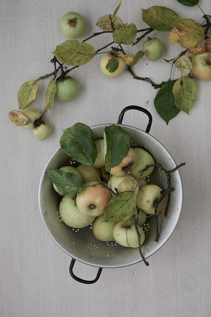 Äpfel im Sieb mit Zweigen und Blättern