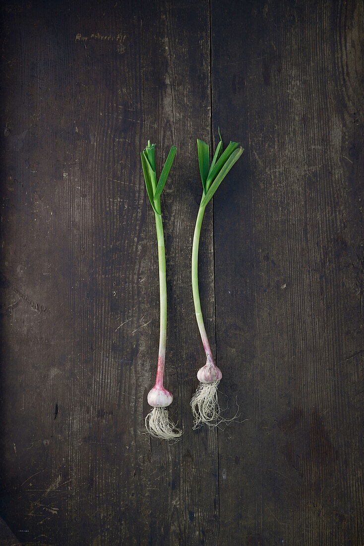 Fresh garlic with greens on a wooden base