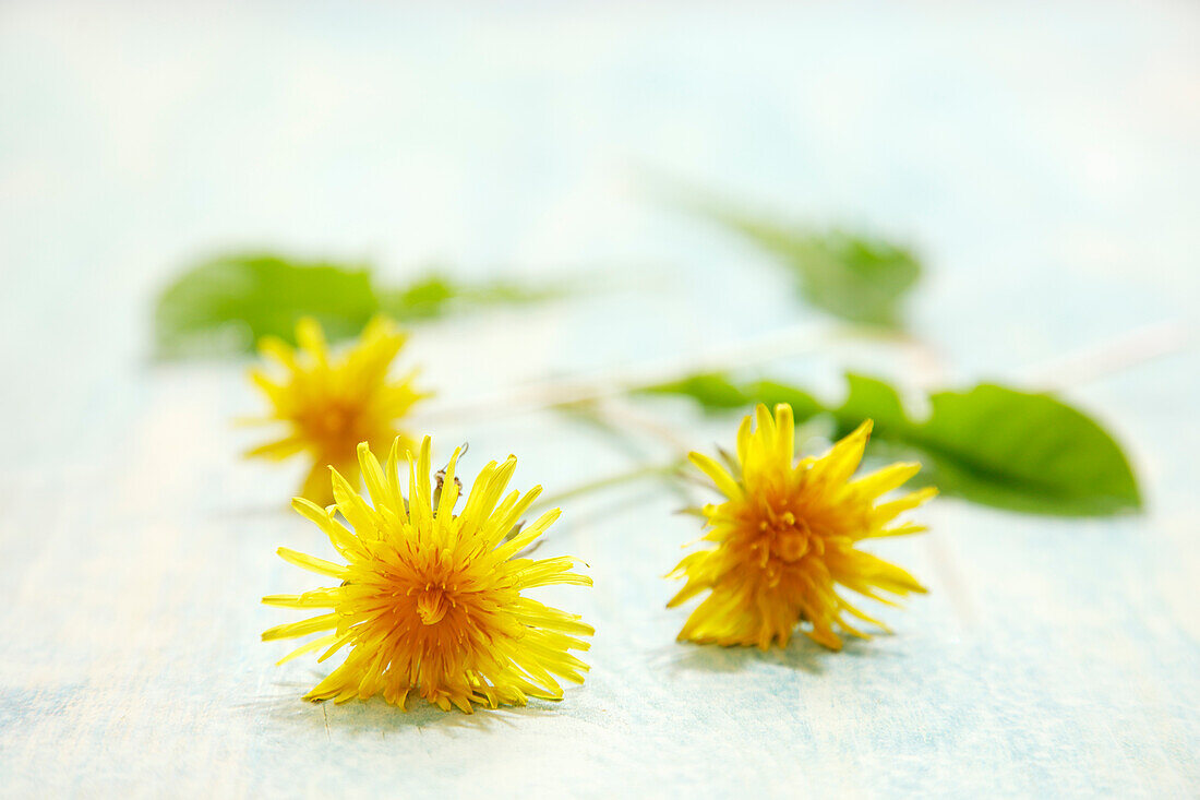 Löwenzahnblüten und Blätter