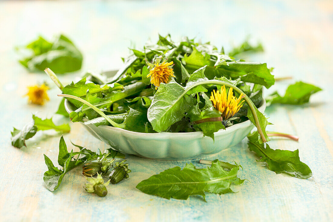 Frische Löwenzahnblätter und Blüten