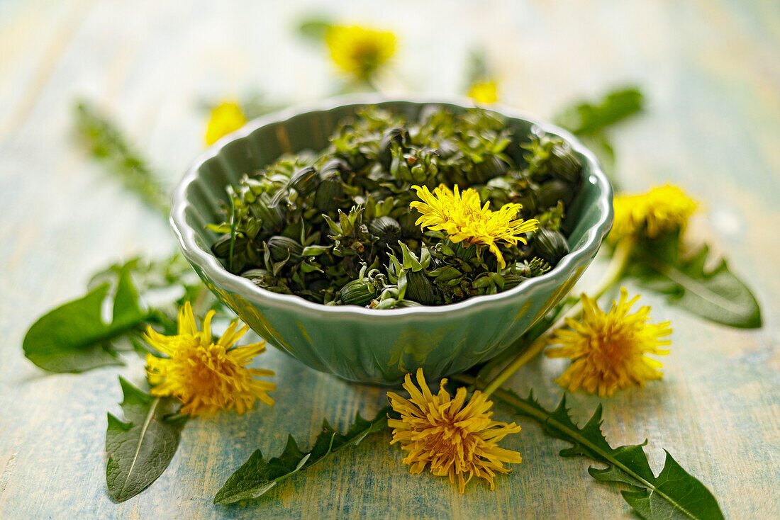 Dandelion buds with flowers