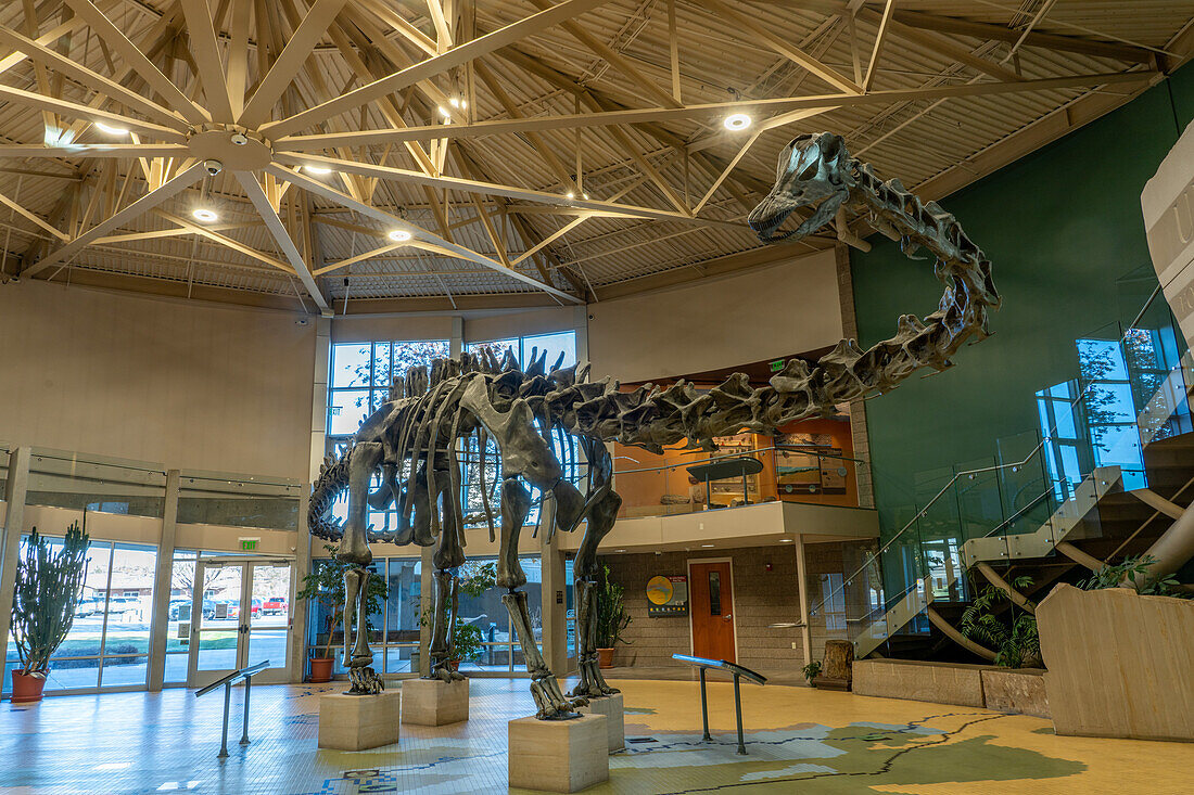 Skeleton cast of a Diplodocus dinosaur in the Utah Field House of Natural History Museum. Vernal, Utah.