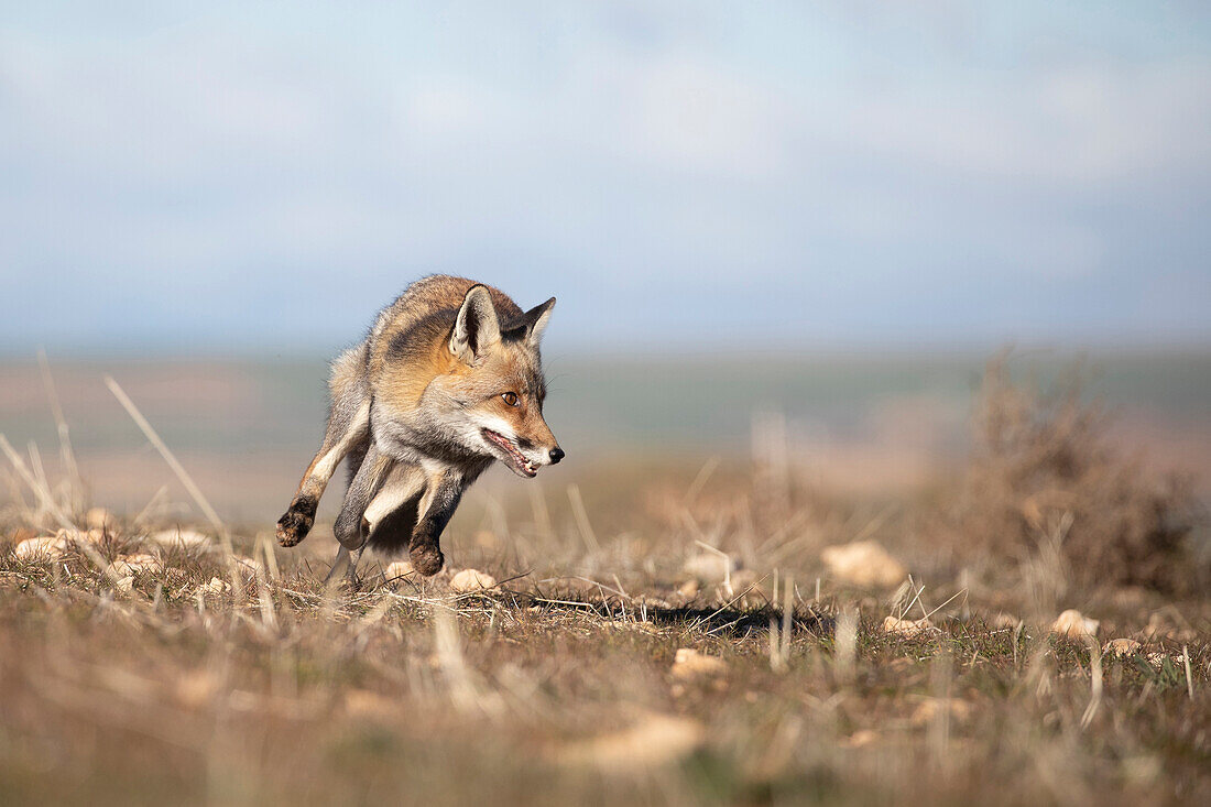 Red fox hunting in the morning, Spain