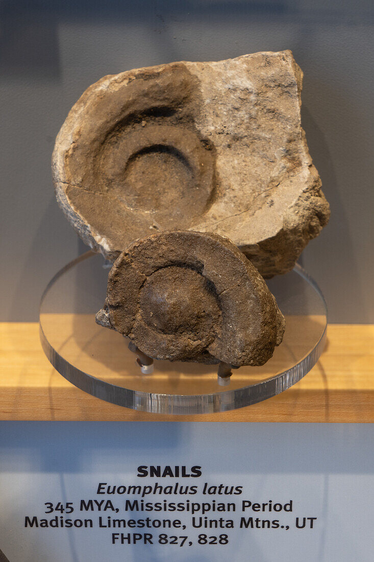 Versteinerte Meeresschnecke, Euomphalus latus, im Utah Field House of Natural History Museum. Vernal, Utah.