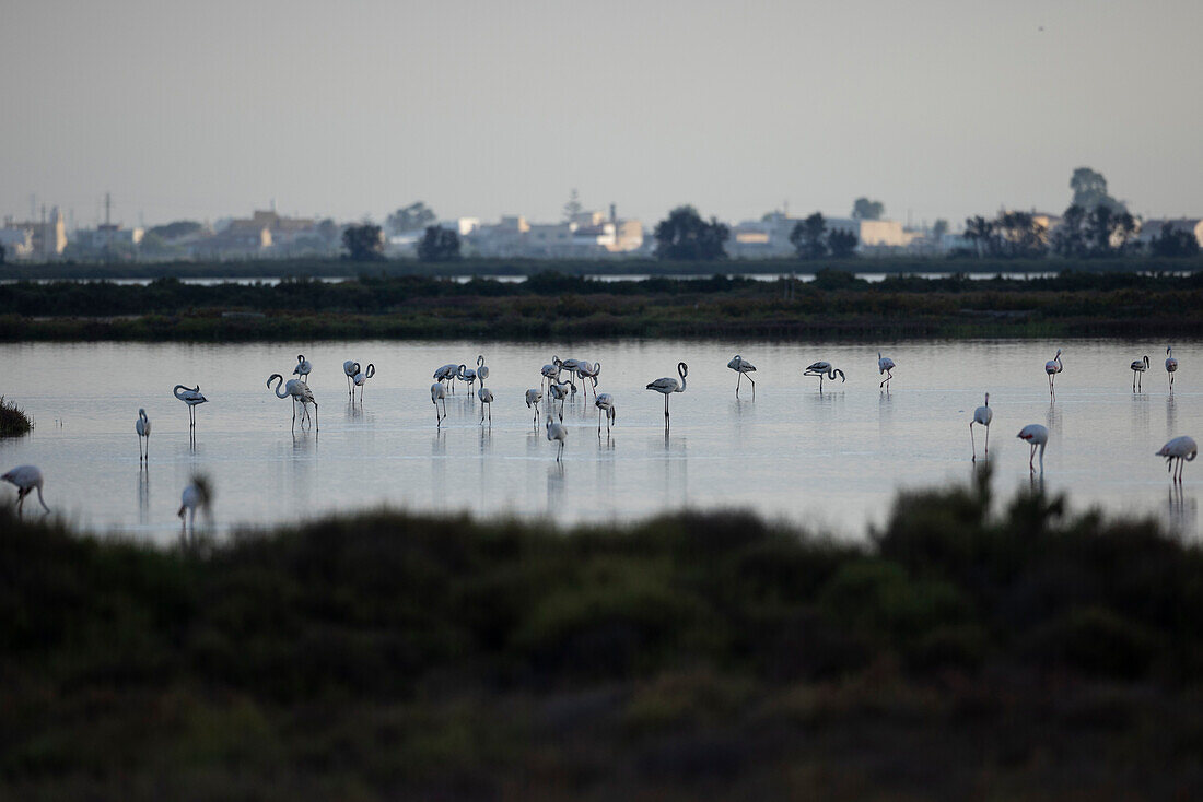 Pink flamingos, Ebro delta, Tarragona, Spain