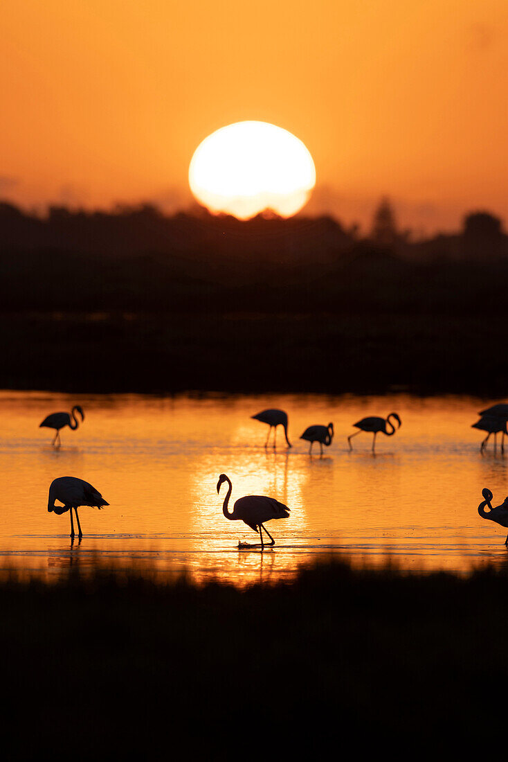 Flamingos (Phoenicopterus roseus) bei Sonnenuntergang im Ebro-Delta, Spanien