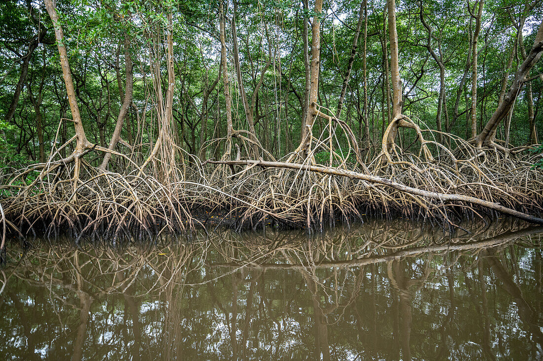 Mangrovenbaum im Caroni-Sumpf. Trinidad und Tobago