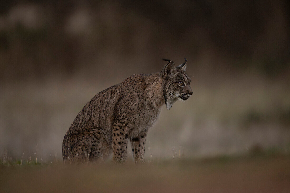 Iberian Lynx, (Lynx pardinus), Castille, Spain