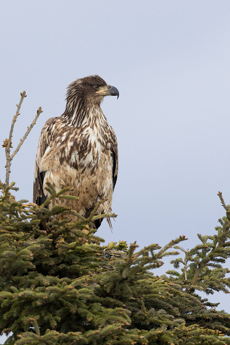 Junger Weißkopfseeadler (Haliaeetus leucocephalus), Ninilchik, Kenai, Alaska, USA