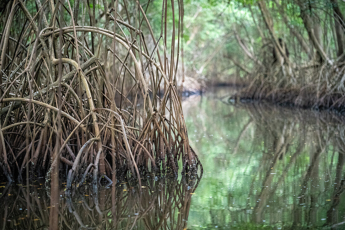 Mangrovenbaum im Caroni-Sumpf. Trinidad und Tobago