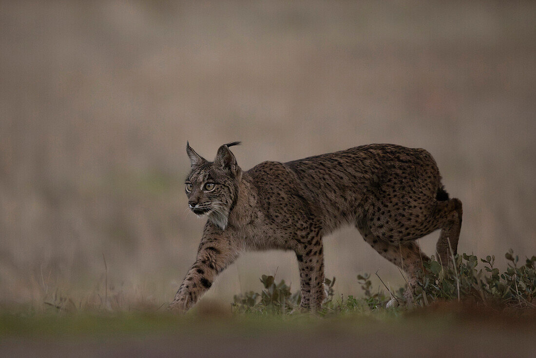 Iberischer Luchs, (Lynx pardinus), Kastilien, Spanien