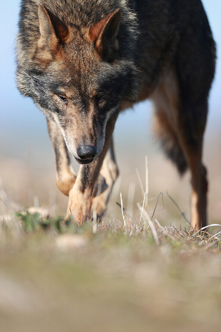 Wolf (Canis lupus signatus), Spanien