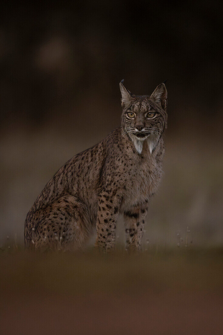 Iberian Lynx, (Lynx pardinus), Castille, Spain