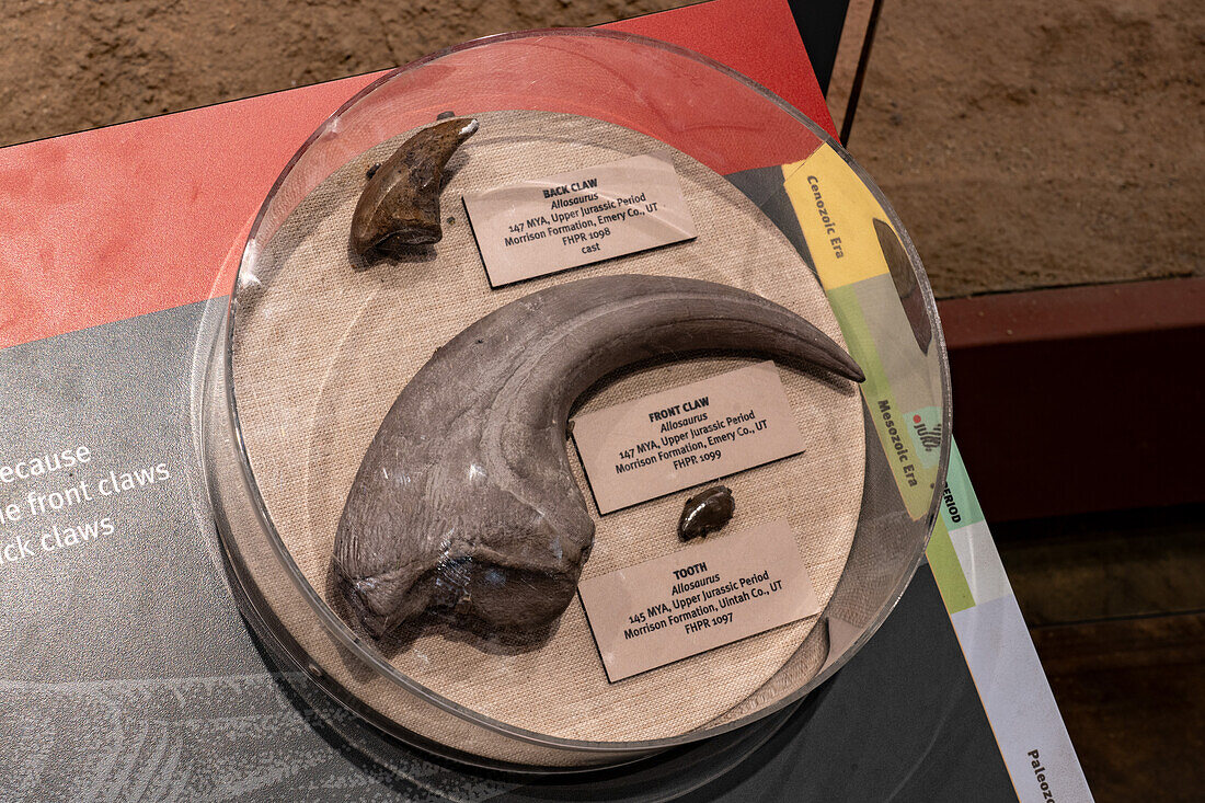 Claws & tooth of an Allosaurus dinosaur. Utah Field House of Natural History State Park Museum. Vernal, Utah.