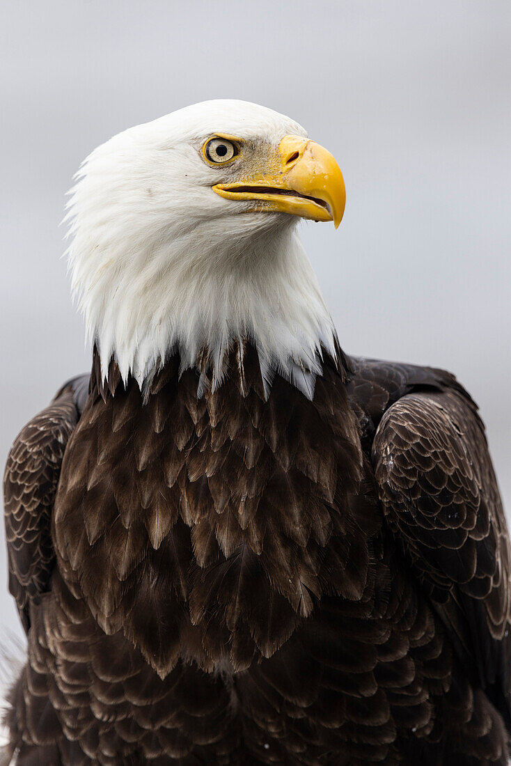 Bald Eagle (Haliaeetus leucocephalus), Ninilchik, Kenai, Alaska, USA