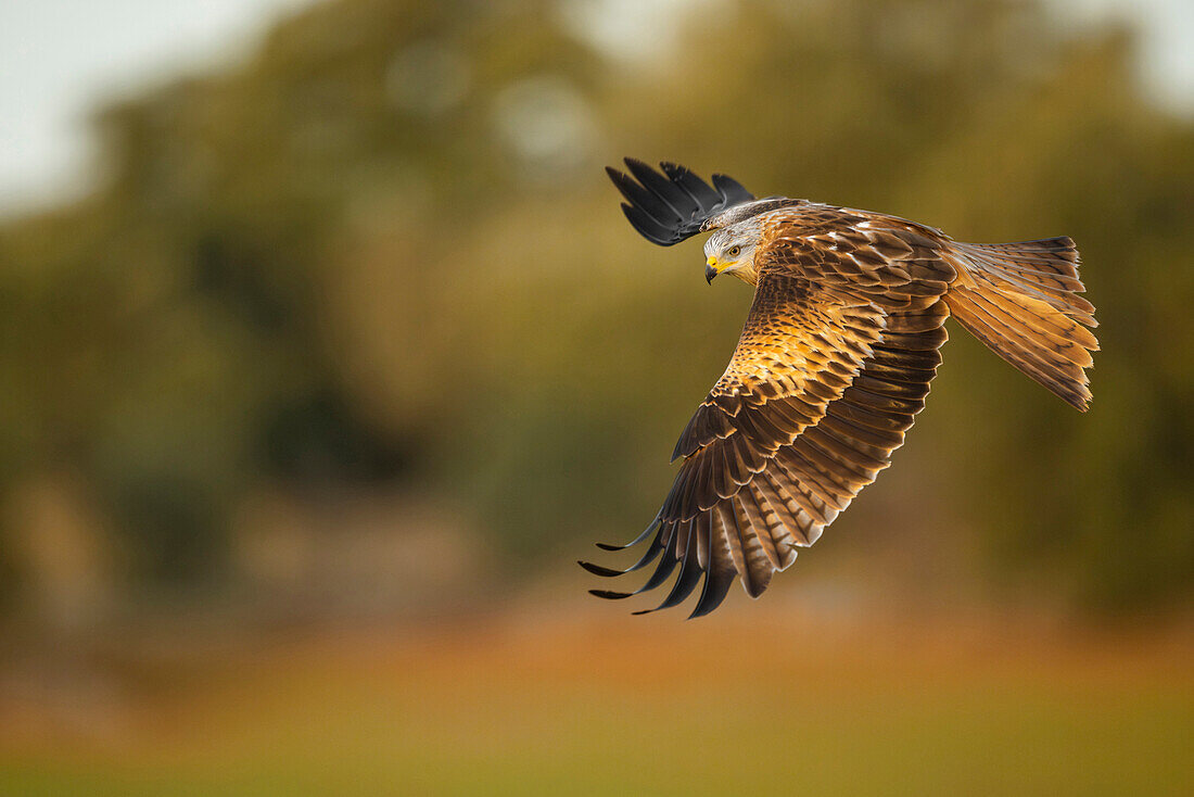 Red kite flying in winter, Spain