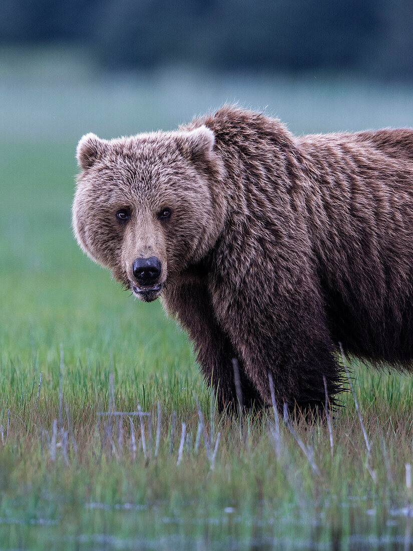 Grizzly bear (Ursus arctos horribilis) on the grass, Lake Clark, Alaska, USA