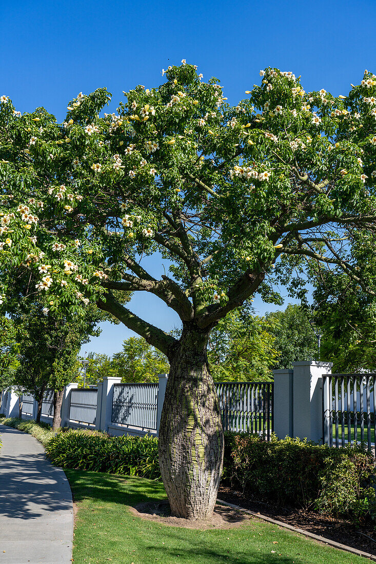 A White Silk Floss Tree, Ceiba insignis, in bloom on the grounds of the Buenos AIres Argentina Temple of The Church of Jesus Christ of Latter-day Saints.