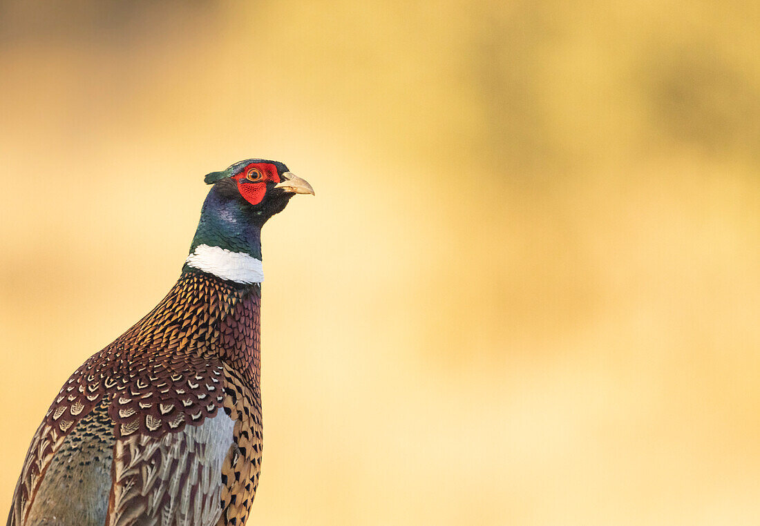 Pheasant (Phasianus colchicus), Spain