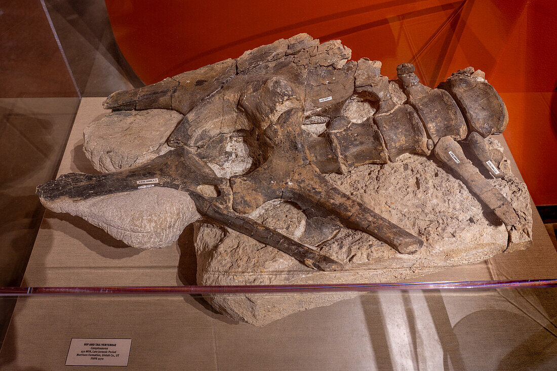 Hip bones & tail verterbrae of a Camptosaurus in the Utah Field House of Natural History Museum. Vernal, Utah.