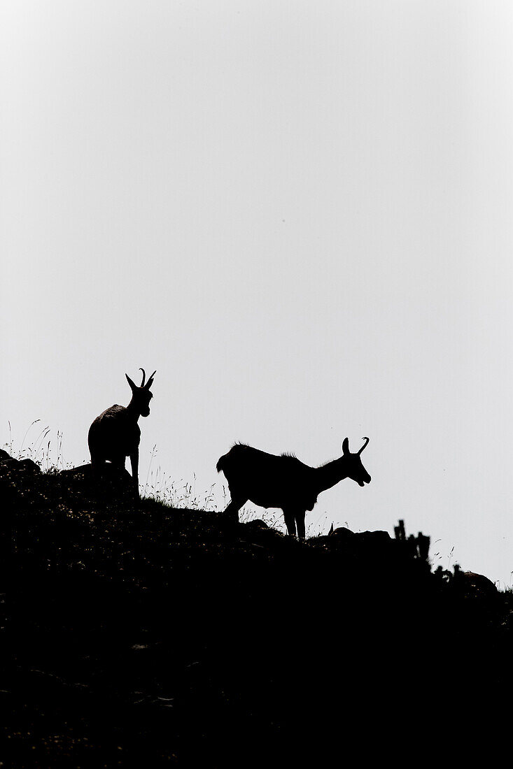 Chamis, (Rupicapra Pyrenaica), Pyrenäen, Gebirge, Spanien, Katalonien, Boviden