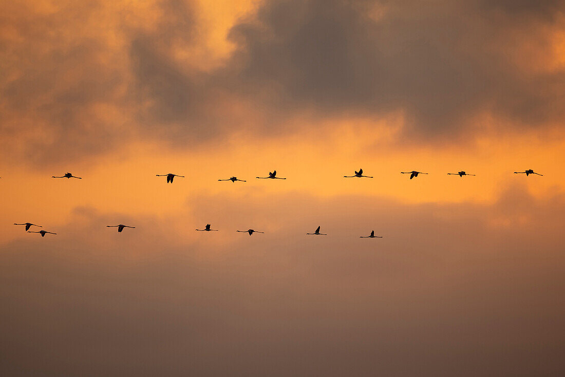 Pink flamingos, Ebro delta, Tarragona, Spain