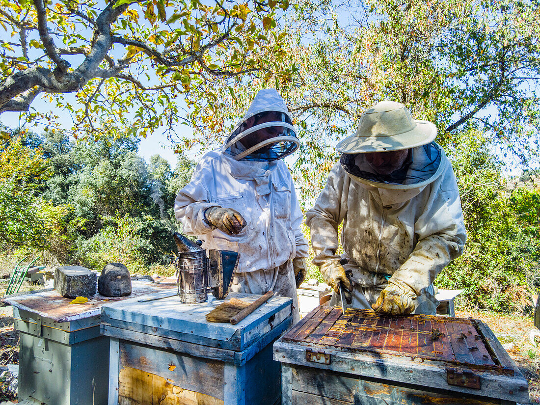 Zwei Imker mit Schutzanzügen neben Bienenstöcken beim Honigsammeln. La Rioja, Spanien, Europa.