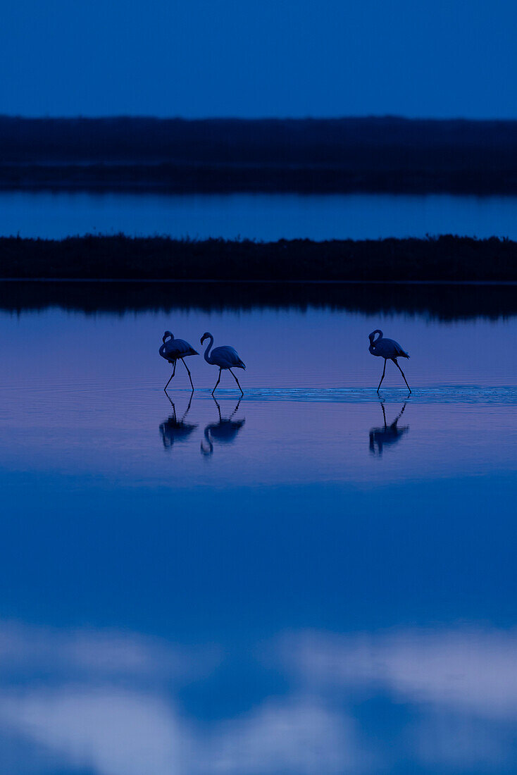 Pink flamingos, Ebro delta, Tarragona, Spain