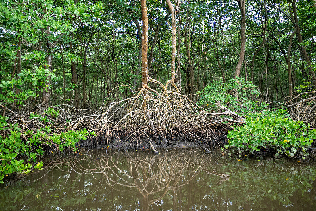 Mangrovenbaum im Caroni-Sumpf. Trinidad und Tobago