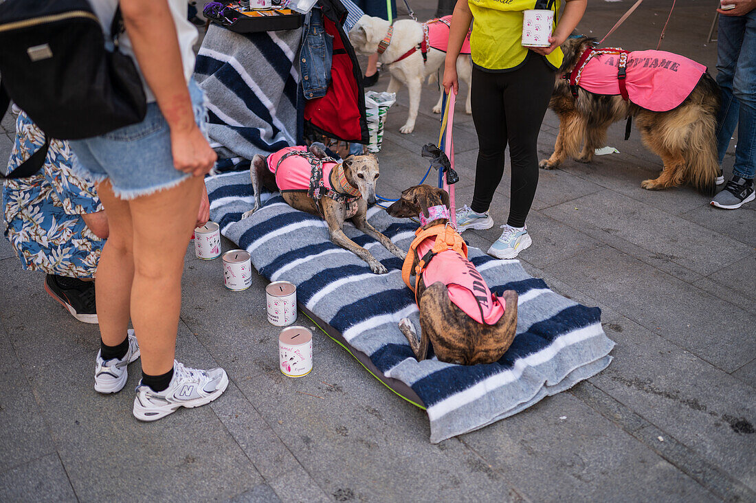 Die Stiftung Animal Rescue stellt in den Straßen von Madrid Hunde zur Adoption aus