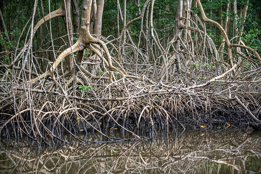 Mangrovenbaum im Caroni-Sumpf. Trinidad und Tobago