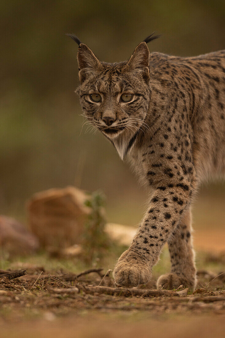 Iberian Lynx, (Lynx pardinus), Castille, Spain