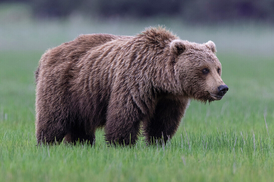 Grizzly bear (Ursus arctos horribilis) on the grass, Lake Clark, Alaska, USA