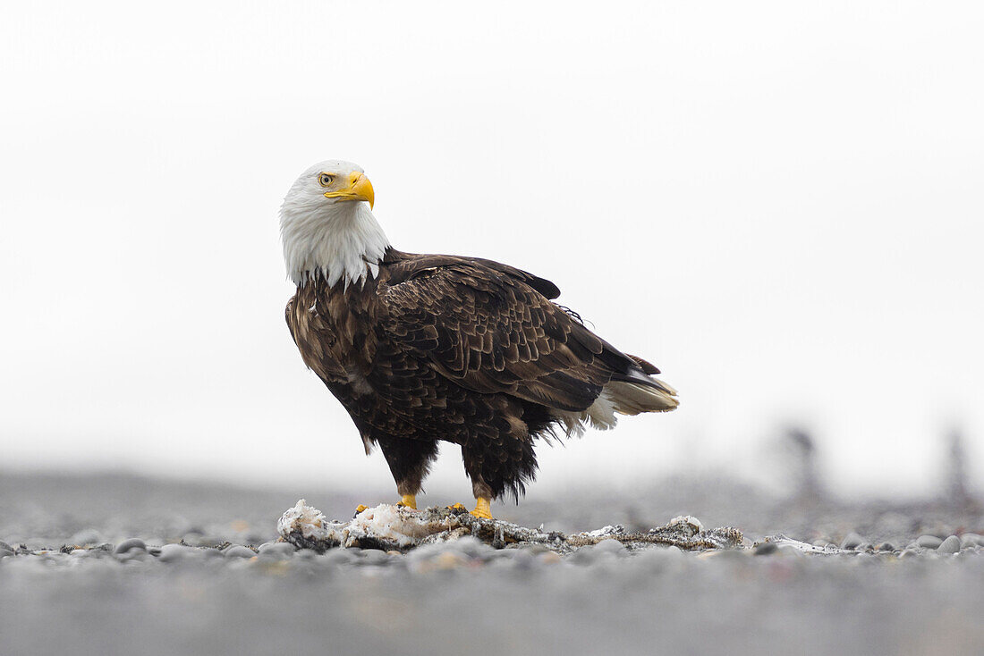 Bald Eagle (Haliaeetus leucocephalus), Ninilchik, Kenai, Alaska, USA