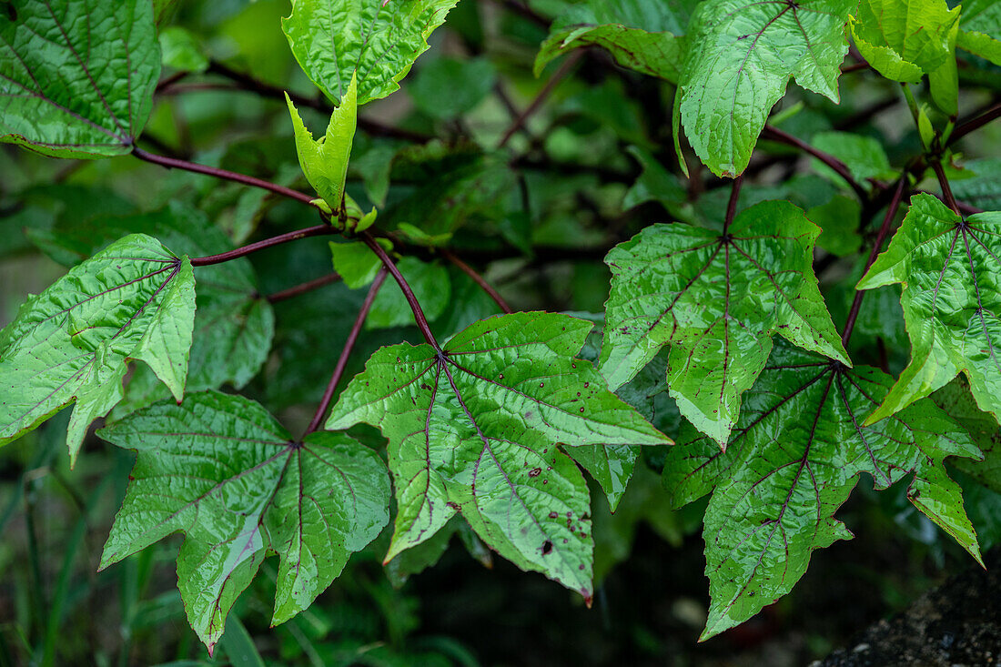 Hibiscus without flowers Trinidad and Tobago