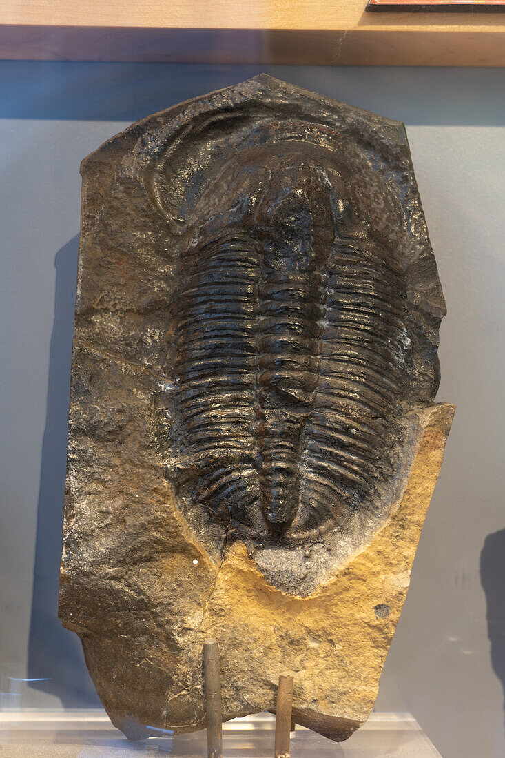 Versteinerter Trilobit im Utah Field House of Natural History Museum. Vernal, Utah.