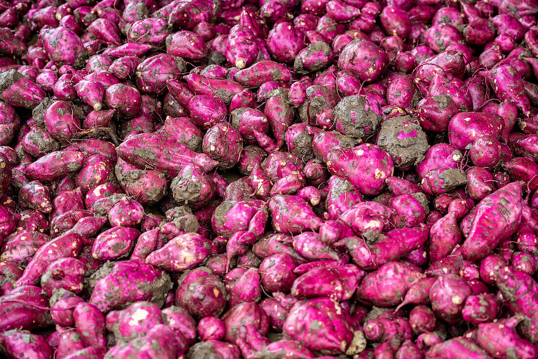 Sweet Potatoes from Trinidad and Tobago