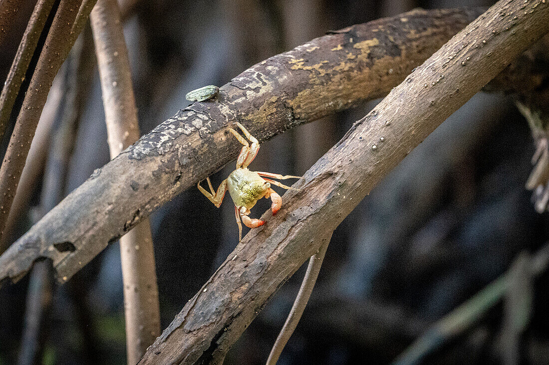 Kleine Krabbe posiert im Caroni-Sumpf. Trinidad