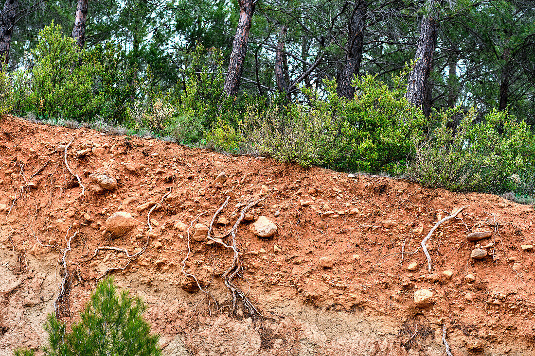 Cutaway with layers of a fertile soil with roots and trunks. Yesa reservoir. Aragon, Spain, Europe.