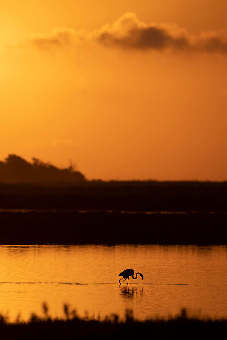 Flamingos (Phoenicopterus roseus) at sunset in Ebro Delta, Spain