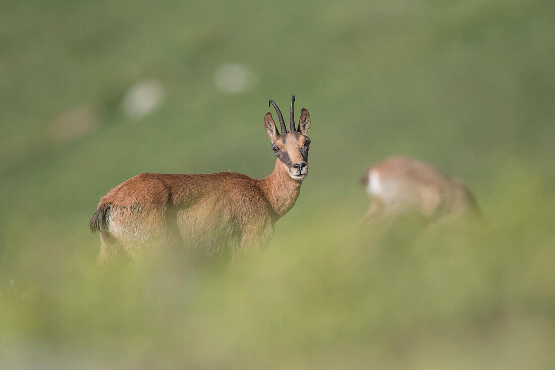 Chamis (Rupicapra Pyrenaica) on the Spanish Pyrenees, Spain