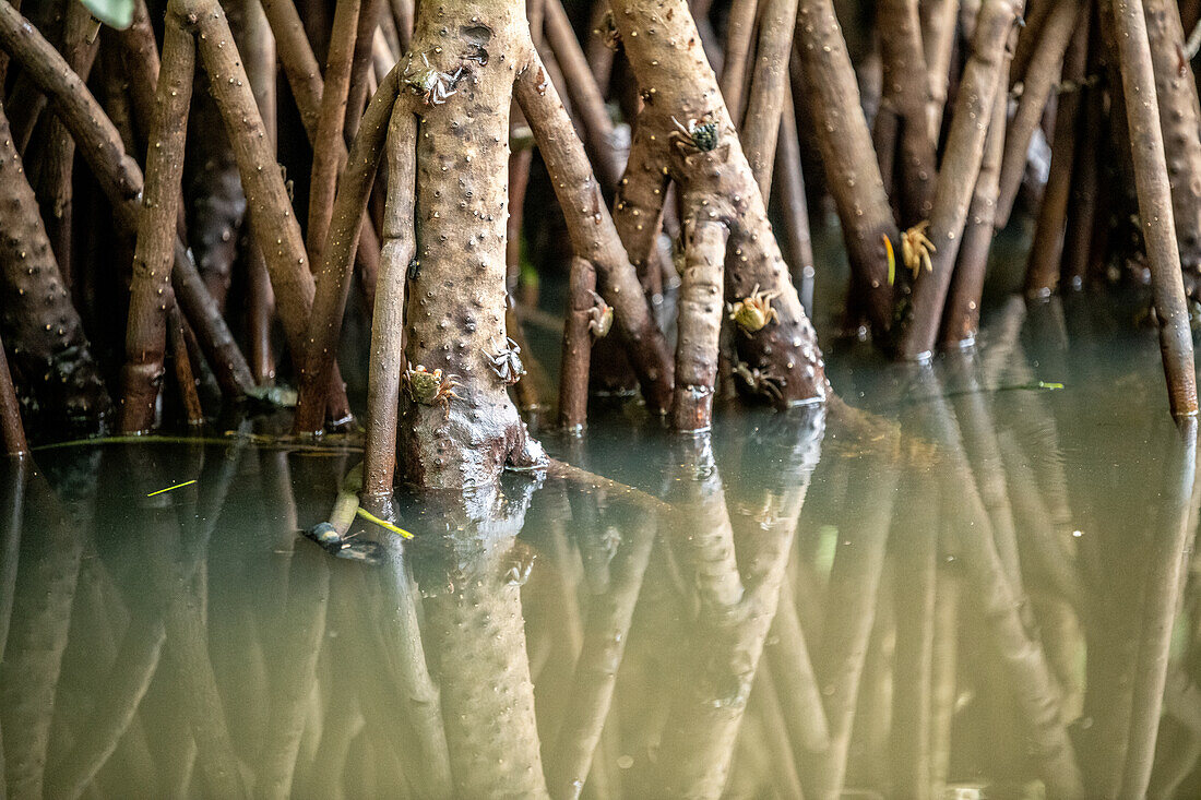 Mangrovenbaum im Caroni-Sumpf. Trinidad und Tobago