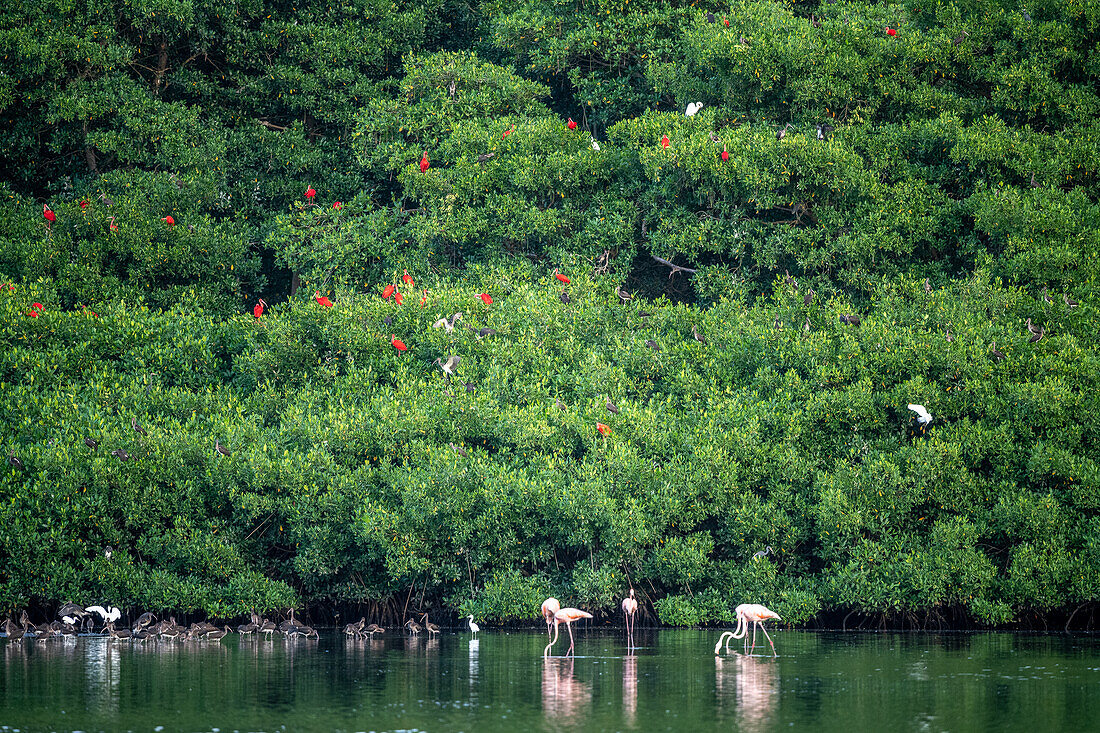 Group of flamingos and scarlet ibis flying over Caroni Swamp in Trinidad and Tobago