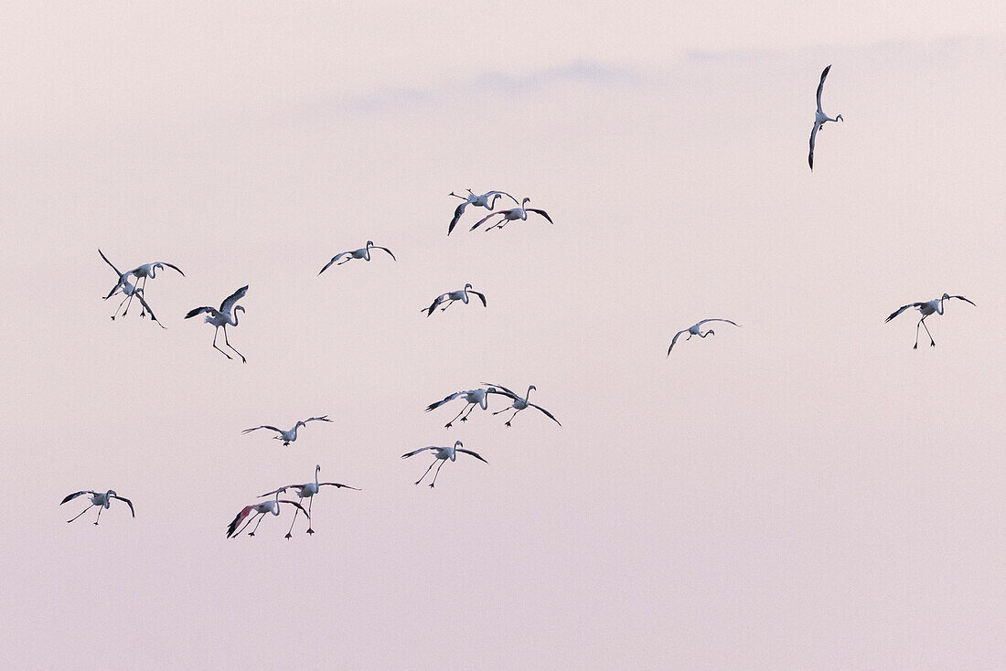 Pink flamingos, Ebro delta, Tarragona, Spain