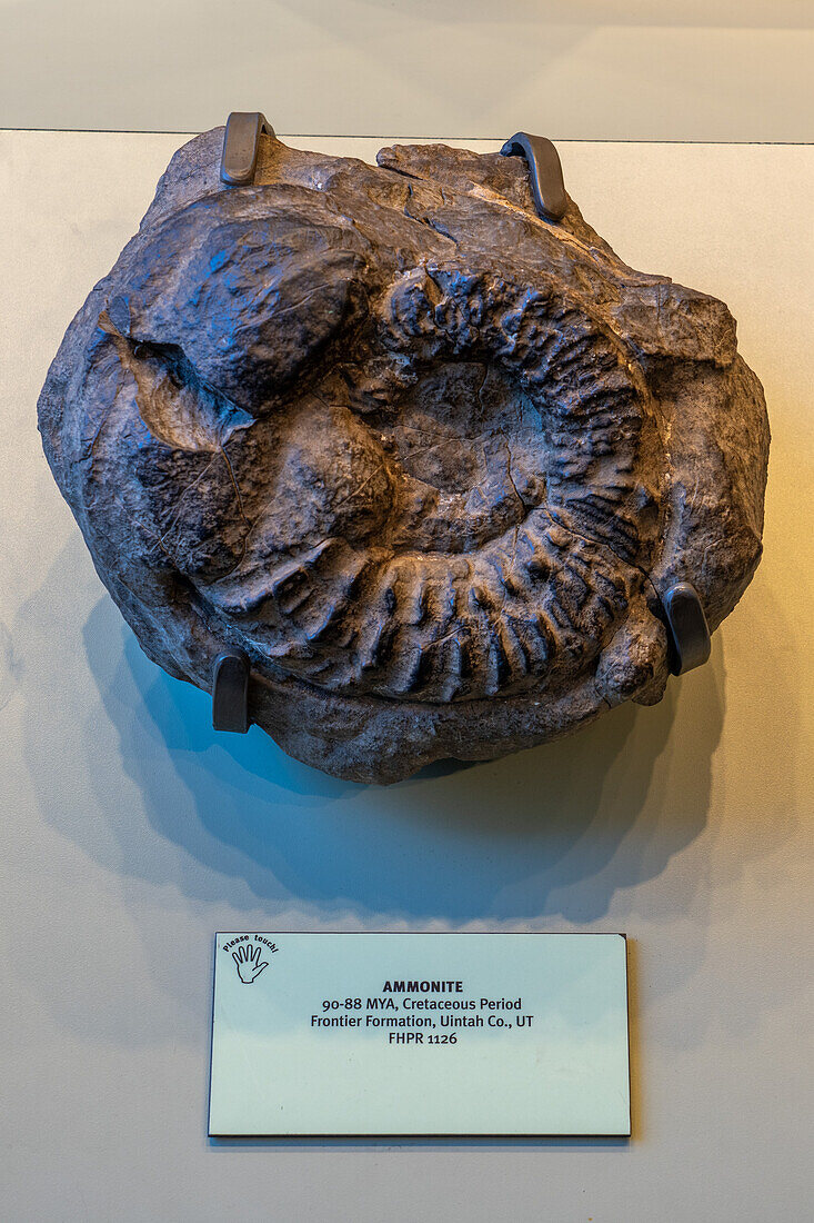 Fossilized ammonite in the Utah Field House of Natural History Museum. Vernal, Utah.