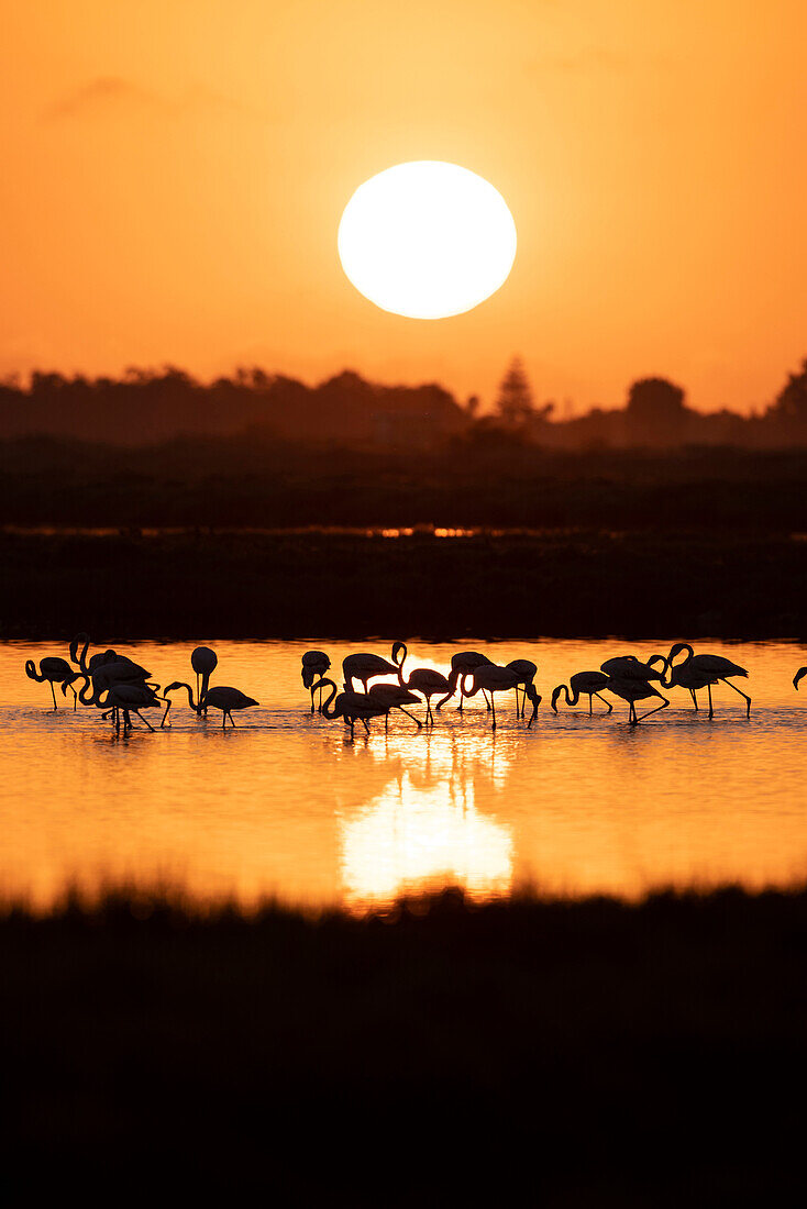 Flamingos (Phoenicopterus roseus) at sunset in Ebro Delta, Spain